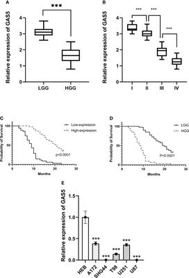 LncRNA GAS5 represses stemness and malignancy of gliomas via elevating the SPACA6-miR-125a/let-7e Axis